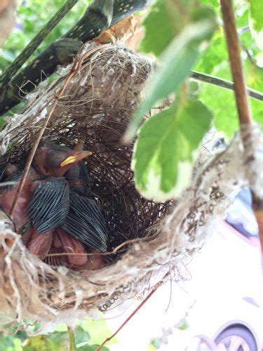 鳥來陽台築巢|野鳥庭前築巢 預示居家風水好兆頭 